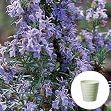 ローズマリー 立性 栽培 セット / ハーブ / 軽量 プラスチック 鉢 プランター / アイボリー