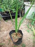 ココスヤシ 苗木 リゾート庭木 全長30CM前後
