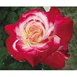 国華園　バラ　ダブルデライト　1株【※発送が国華園からの場合のみ正規品です】