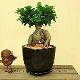 がじゅまる　観葉植物：ガジュマル*陶器鉢　ムードラウンドブラック　受け皿付