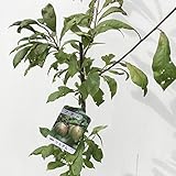 スモモ 苗木 ソルダム 12cmポット苗 すもも 苗 李