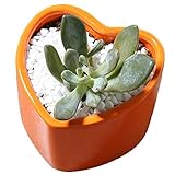 Outflower　植木鉢　陶器　鉢底穴あり　観葉植物　多肉植物　家庭装飾品　園芸用品　サボテン鉢　盆栽鉢　おしゃれ 人気　可愛い　彩色磁器　ハート形　傾斜口　単品