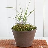 大型手作り山野草鉢　益子焼　彩（ＳＡＩ）　赤楽　　鉢底穴あり　直径２２．５ｃｍ　植木鉢　山野草　盆栽鉢