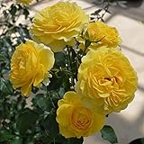 バラ苗 ポラリスアルファ 国産新苗植え替え6号スリット鉢 フロリバンダ(FL) 四季咲き中輪 黄色系