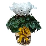【 予約 】 さかもと園芸　達人のシクラメン　【 フリンジホワイト 】　花鉢植え　ギフト　プレゼント　贈答品　クリスマス　お歳暮