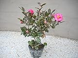 寒椿(赤) 5本