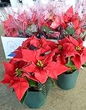 【特選花苗セット販売】ポインセチア 赤 １０ポットセット（３号） 【まとめ売り】