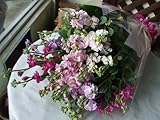 千葉県《南房総産》ストックの花束