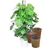 モンステラ ヘゴ仕立て10号サイズ【バスケット(鉢カバー) 付き】 バスケット02