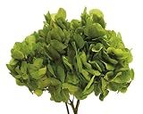 ヴェルディッシモ アジサイ プリザーブドフラワー モスグリーン 約40g