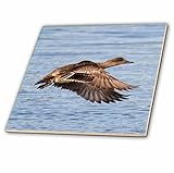 3drose CT _ 45749 _ 1メスアメリカヒドリDuck Taking Off Anas Americana Back Bay予約、カリフォルニアセラミックタイル、4インチ