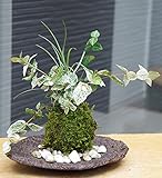 色々な葉色を楽しめる苔玉【ハツユキ（初雪）カズラ・白竜の寄せ植え苔玉・くらま岩器セット】 (敷石の色（白）)