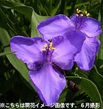 山野草:ムラサキツユクサ 紫花 15cmポット3株植え苗【紫桜館山の花屋】