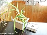 オリヅルラン・ボニー / ホワイトスクエアポット / Chlorophytum Comosum Bonnie / White Square / インテリア観葉植物 / 鉢植え