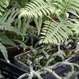 [ シダ ] 台湾石化アオネカズラ