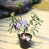 花木　苗：ミニシャクナゲ（青花つつじ）　さざなみ*