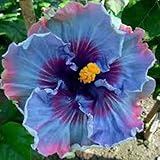 Real New Arrival Indoor Plants Flower Seeds Giant Hibiscus Exotic Coral Flowers 20 Seeds Mix Rare Co