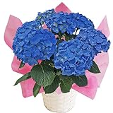 6月予約　ブルーダイヤモンド　ニキフルールのあじさい　父の日　あじさい　アジサイ　紫陽花　花鉢植え　花　ギフト　プレゼント　贈答品　エンゲイタツジンハハヒアジサイハナハチウハナゾウトウヒン (ニキブル