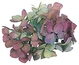 東京堂 プリザーブドフラワー  ソフトあじさい彩  ボルドー×グリーン DT064143