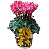 【 発送中 】 さかもと園芸　達人のシクラメン　【 ルージュシャワー 】　花鉢植え　ギフト　プレゼント　贈答品　クリスマス　お歳暮