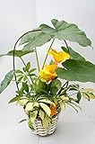【可愛いお花がアクセント♪ナチュラルなかごに入っているのでどんなお部屋にもぴったり】　寄せ植え３種　クリア５号　　かご＆造花（黄色）付き　ハイドロボール