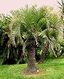 【観葉植物／種子】Butia Eriospatha ★ブティア・エリオスパータ◎ココスヤシ/アルゼンチン原産の低温・湿気に非常に強い椰子◆５粒♪ [並行輸入品]