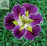 Rare Heirloom Iris Tectorum Perennial Flower Seeds, Professional Pack, 20 Seeds / Pack, Very Beautif