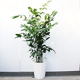高性チャメドレア 観葉植物 10号 大鉢 観葉植物 インテリア 大型 ヤシの木 ヤシ オシャレ　大きい 尺鉢