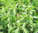 砂糖の代用として　ステビア　8粒