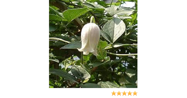 Amazon 多年草 クレマチス カイウ 2年苗 イングリッシュガーデン 花