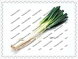 200pcsのネギの種子、家庭菜園用のグリーンオニオンホット野菜の中国ハーブ野菜