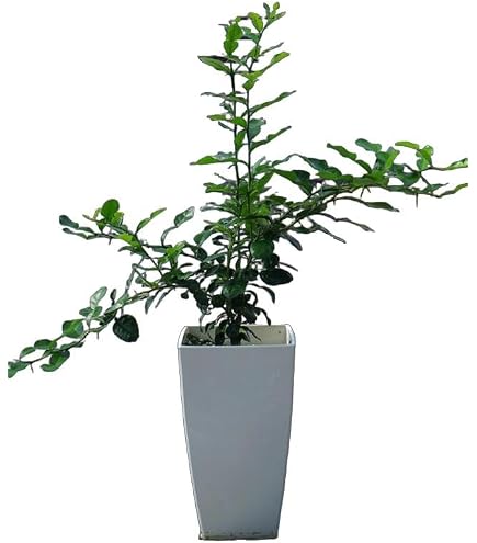 Amazon｜コブミカン バイマックルー 苗｜観葉植物 オンライン通販