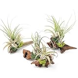 （観葉植物）エアープランツ 熊野舎利流木アレンジ 大（１個） 北海道冬季発送不可