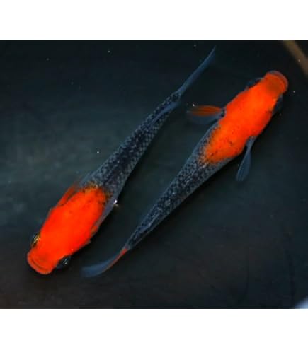 Amazon | 【広島めだかの里】朱紅菊 リアルロングフィン ︎稚魚8匹 Amazon | 【広島めだかの里】朱紅菊 リアルロングフィン ︎稚魚8匹