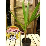 金運アップのトックリヤシ（徳利椰子・ボトルパーム） ポット（苗）観葉植物 自分流の室内空間に植え替えして仕上げて下さい アジアンチックやモダン風・トロピカル風のインテリア寄せ植えなどにも大きく育てて下さい