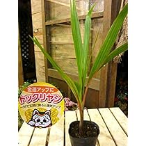 51h5hbQnbxL._AC_UL210_SR210,