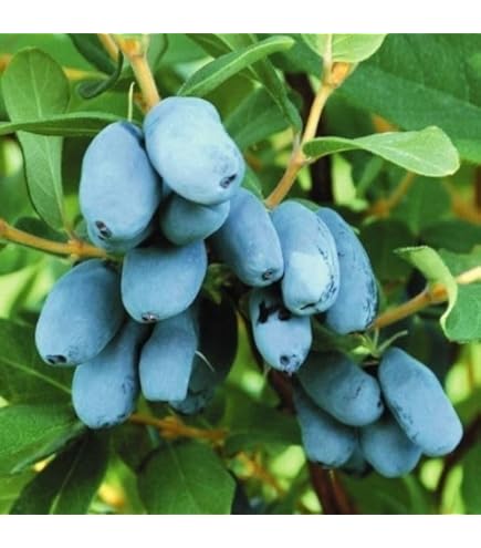 北の蝦夷大実ハスカップ苗木1本　蝦夷ハスカップ苗木1本 山葡萄2本 北の蝦夷大実ハスカップ苗木1本 蝦夷ハスカップ苗木1本 山葡萄2