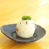 苔盆栽 モスモス モストリ（白・ベージュ系）・ 受け皿（黒・グレー系）セット