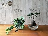 観葉植物 フェイク 造花 ♪【グリーンパーク】ガラスボール×エコストーン＜タイプ：ガジュマル＞♪ インテリアグリーン アーティフィシャル