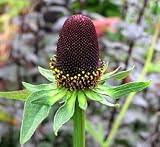 30 + Rudbeckia Green Wizardフラワーシード/多年生