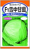 <F1雪中甘藍> 冬に収穫できる大型キャベツ