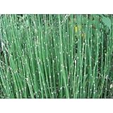 トクサ(砥草 木賊)(大株)3株セット スクリーン植栽 植木 花壇 常緑