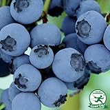 ブルーベリー 苗 【 クライマックス （ラビットアイ系） 】 2年生 挿し木苗