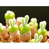 うさ耳モニラリア　種子10粒　多肉植物　珍奇植物　モニラリア