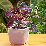 レッドラッキー草の種子種子緑の屋外の庭のクローバーの植物屋内ホーム盆栽中庭6 Sementes