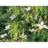 ヤマボウシ(山法師)・ホンコンエンシス 常緑 紅葉 食用可 果実 植木