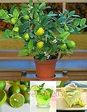 20pcs/bag kaffir lime seeds, lime seeds, (Citrus aurantifolia) ,organic fruit seeds, BONSAI fruit le