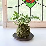 【選べる仕立て】苔玉ポトス　エンジョイ／ココボールポトス　エンジョイ　 常滑焼受け皿付 (Ａ：苔玉仕立て, １：ブラウン)