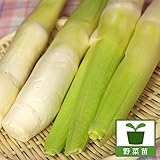 【わけあり特価】マコモタケ4号ポット* ノーブランド品