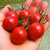 国華園　接木野菜苗　トマト　接木F1ピンクシュガー　2株【※発送が国華園からの場合のみ正規品です】